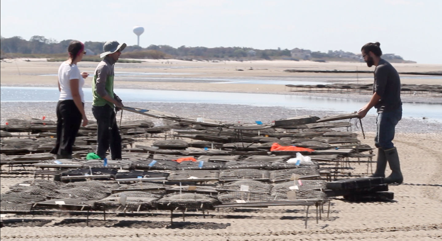 Delaware Bay Oyster Farming